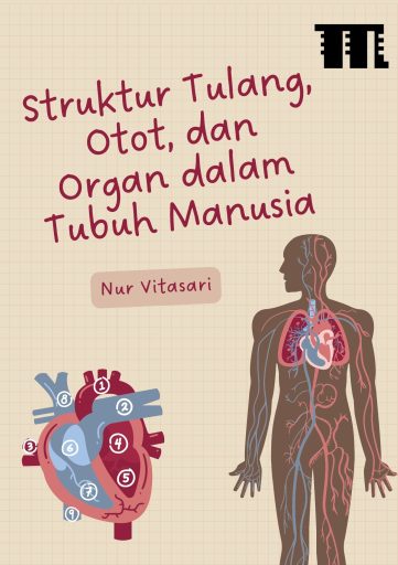 Struktur Tulang, Otot, dan Organ dalam Tubuh Manusia