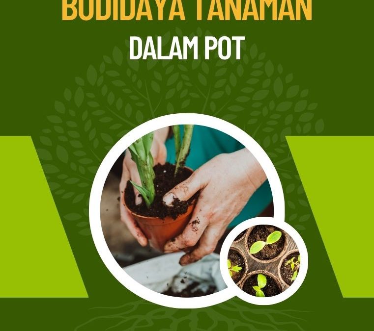 Kiat Sukses Budidaya Tanaman dalam Pot